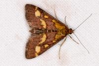 Pyrausta purpuralis