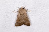 Hoplodrina ambigua