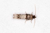 Notocelia incarnatana