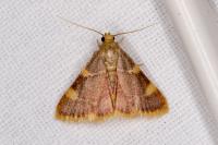 Hypsopygia costalis