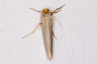 Eilema caniola