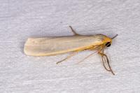 Eilema caniola