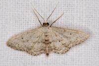 Idaea seriata