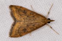 Udea ferrugalis