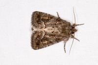 Thalpophila matura