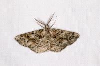 Cleorodes lichenaria