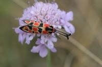 Zygaena fausta