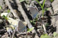Polyommatus icarus