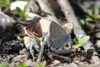 Polyommatus icarus