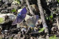 Polyommatus icarus