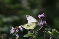 Pieris rapae