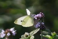 Pieris rapae
