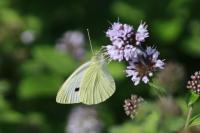 Pieris rapae