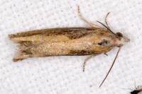 Eucosma