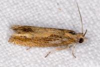 Eucosma