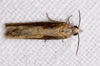 Eucosma