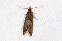 Dichrorampha