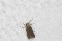 Acompsia cinerella