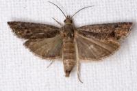 Cydia splendana