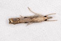 Agriphila geniculea