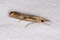 Agriphila geniculea