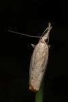 Agriphila