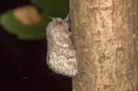 Trichiura crataegi