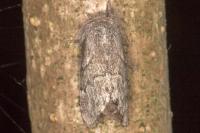 Trichiura crataegi