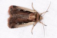 Ochropleura plecta