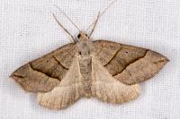 Scotopteryx luridata/mucronata