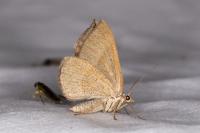 Scotopteryx luridata/mucronata