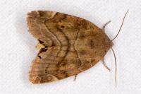 Cosmia affinis
