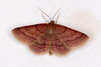 Scopula rubiginata