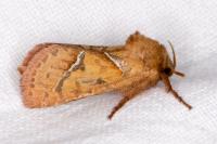 Triodia sylvina