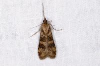 Nomophila noctuella