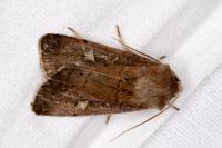 Xestia xanthographa
