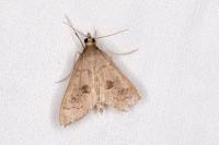 Mecyna asinalis