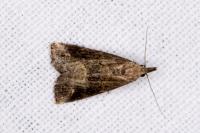 Schrankia costaestrigalis