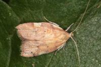 Carcina quercana