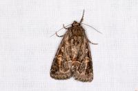 Thalpophila matura