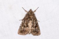 Thalpophila matura