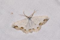 Scopula ornata