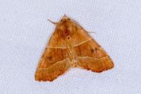 Atethmia centrago