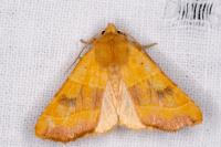 Atethmia centrago