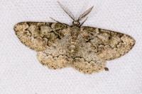 Cleorodes lichenaria
