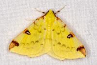Opisthograptis luteolata