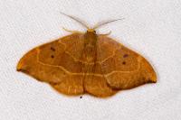 Watsonalla binaria