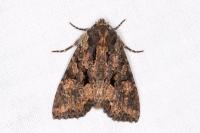 Mniotype satura