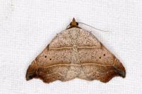 Laspeyria flexula