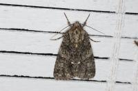 Acronicta rumicis